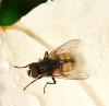 Musca sp.